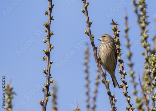 Φωτογραφία Common Linnet (Linaria cannabina) spotted outdoors