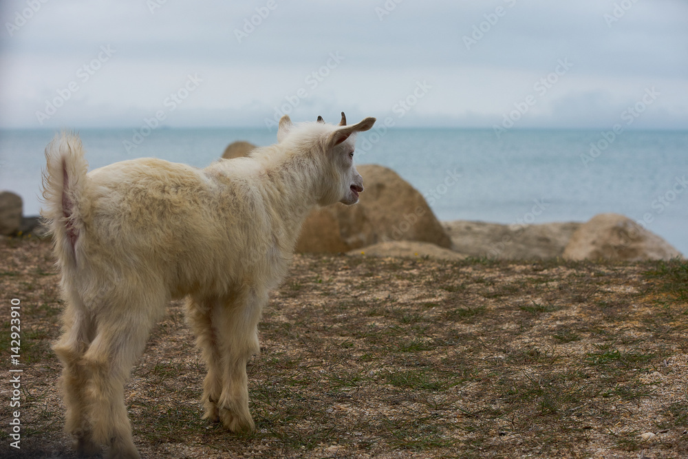 Obraz premium White, little, wild mountain horned goatling standing and Bleating on the gray rock under the bright sunlight near the blue sea.