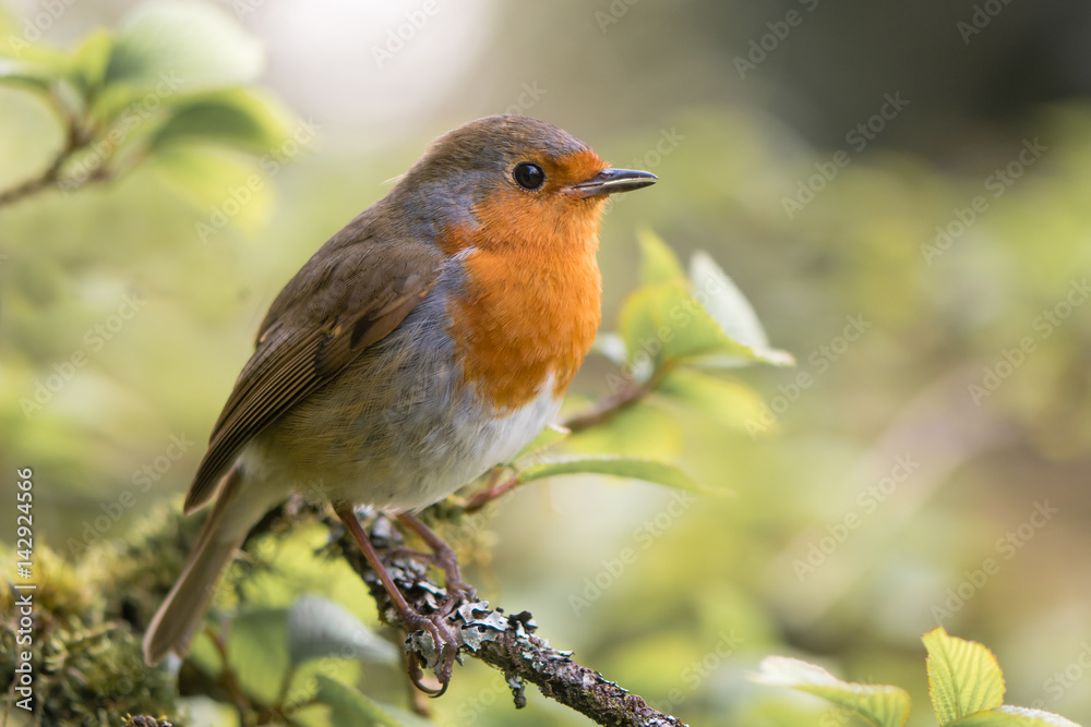Naklejka premium Robin (Erithacus rubecula) śpiewa na gałęzi. Ptak w rodzinie Turdidae, z dziobem otwartym w profilu, dzięki czemu wieczorna piosenka w parku w Wielkiej Brytanii