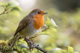Robin (Erithacus rubecula) singing on branch. Bird in family Turdidae, with beak open in profile, making evening song in parkland in UK