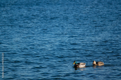 Photography a couple of ducks