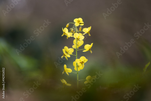 Epimedium x versicolor 'Sulphureum' flower stems. Pale yellow flowers of shade tolerant plant in the family Berberidaceae, flowering in Bath Botanic Garden photo