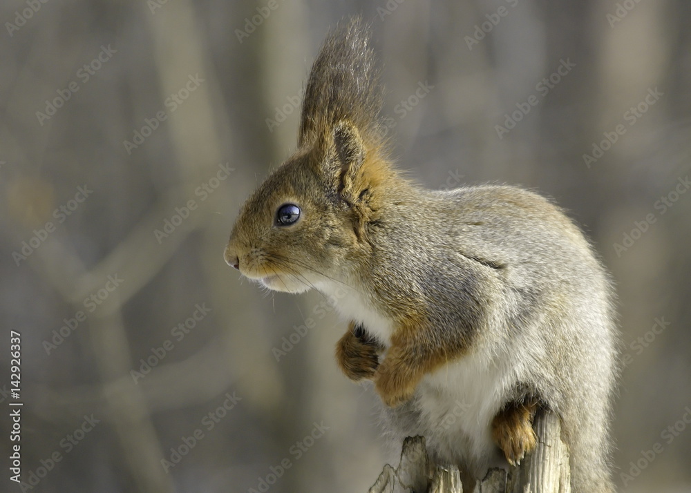 Fototapeta premium Squirrel on an old tree stump. Sciurus vulgaris. 