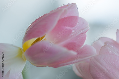 Nasse rosa Tulpe mit Blütenstempel