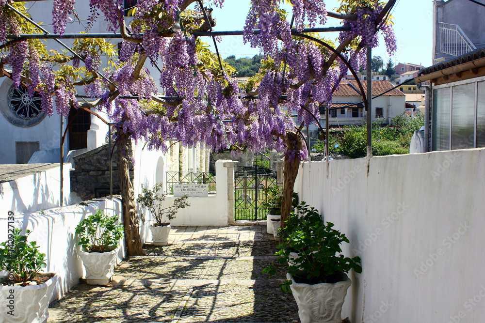 Obraz premium wisteria