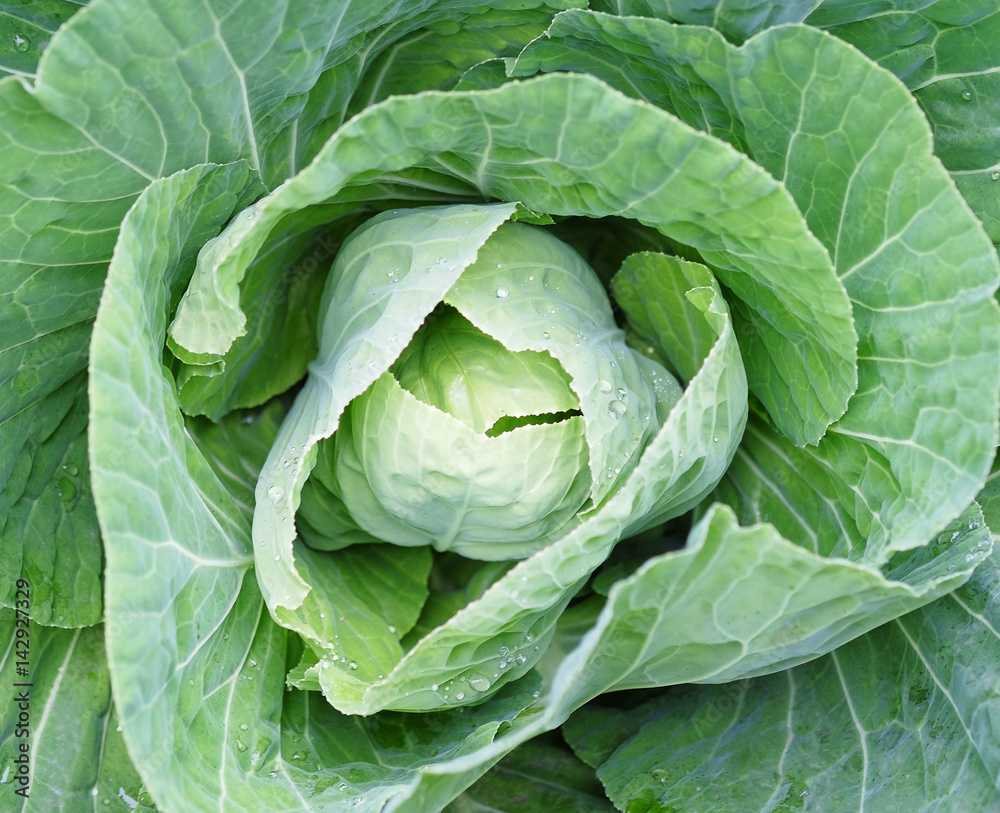 Cabbage Cabbage
