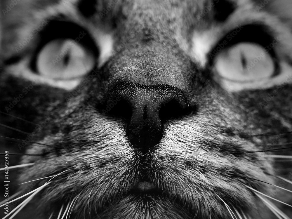Bengal cat closeup - obrazy, fototapety, plakaty 