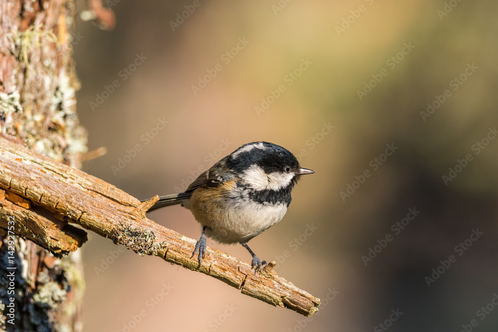 Naklejka premium Close up of a Coal Tit (Periparus ater)