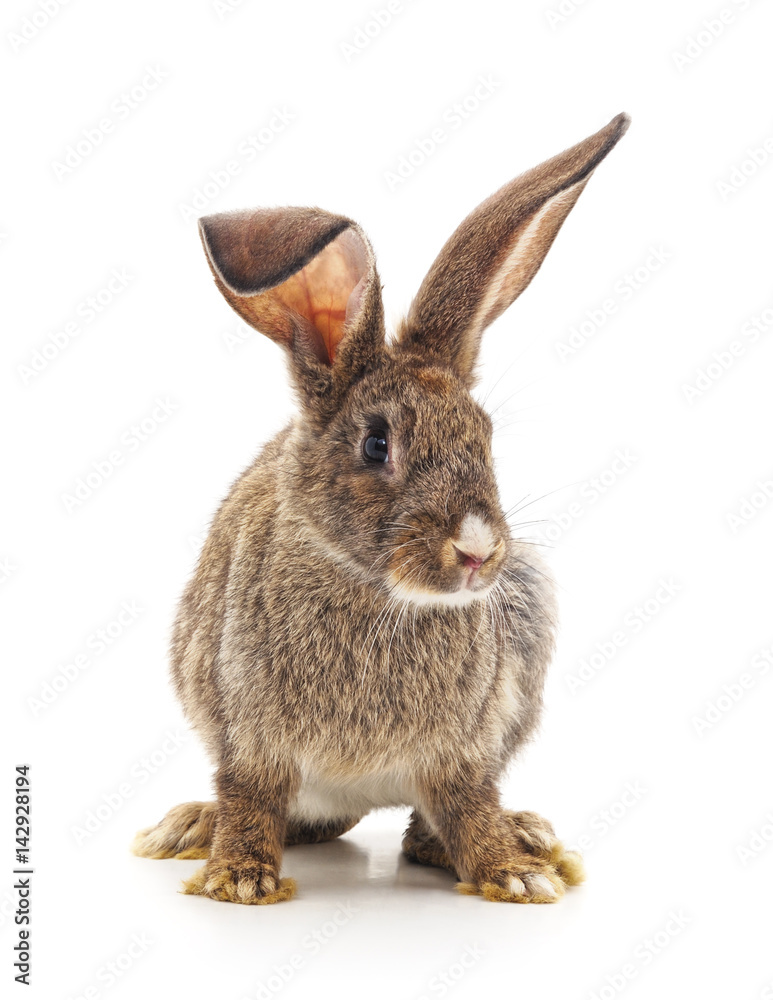 Brown bunny. Brown bunny.