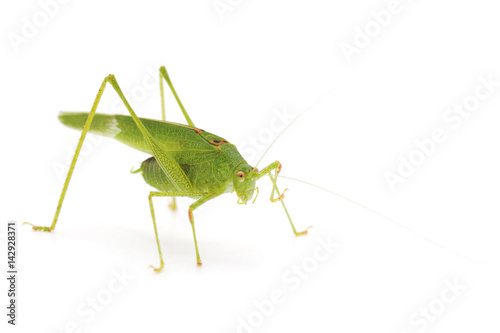Green cricket.