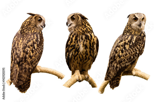 Three set of Eurasian Eagle Owl perched on a branch isolated on white background with clipping path.