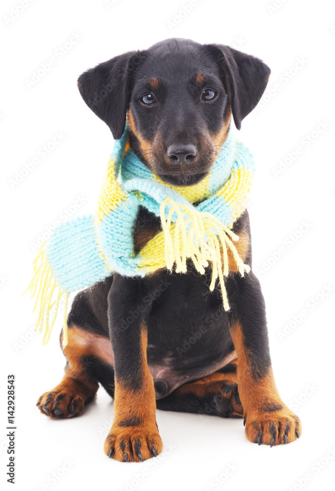 Obraz premium Dog in scarf.