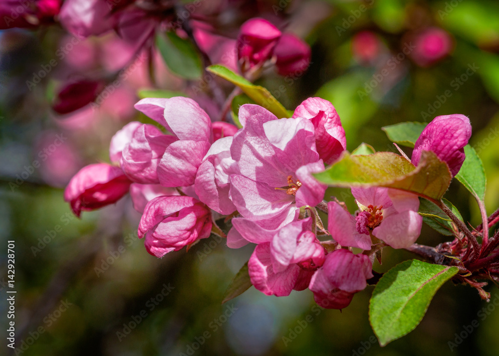 Obraz premium Pink crabapple flowers