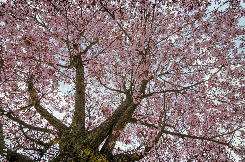 Spring 2 Spring 2