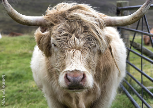 Highland Cow