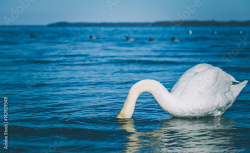 Fototapeta Naklejka Na Ścianę i Meble -  weißer Schwan steckt seinen Kopf unter Wasser