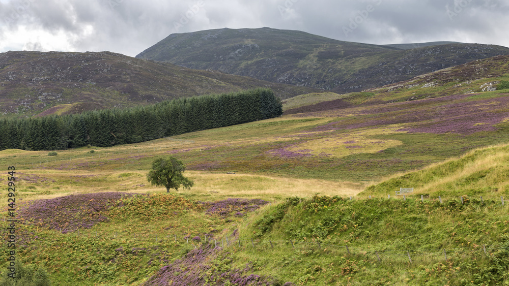 Obraz premium cairngorms tree