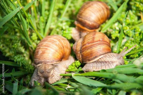 three snails are crawling in the green grass