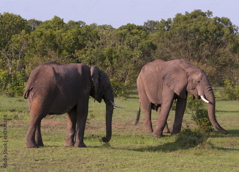 two elephants two elephants