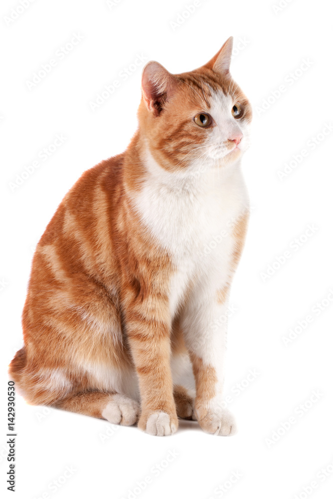 red cat sitting and waiting isolated on white background