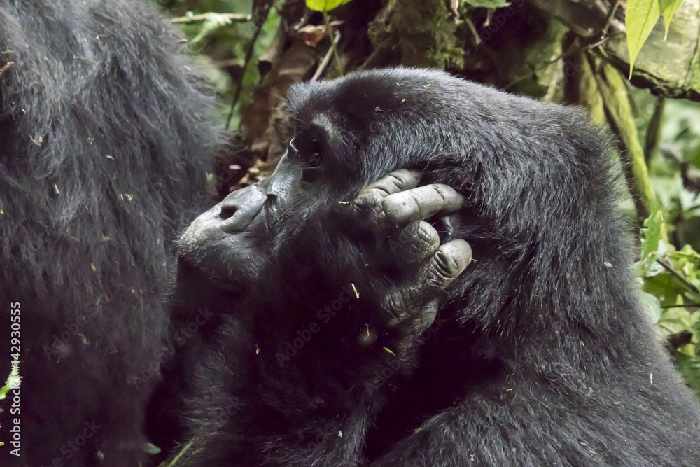 Obraz premium Profile of female mountain gorilla, Bwindi Impenetrable Forest National Park, Uganda