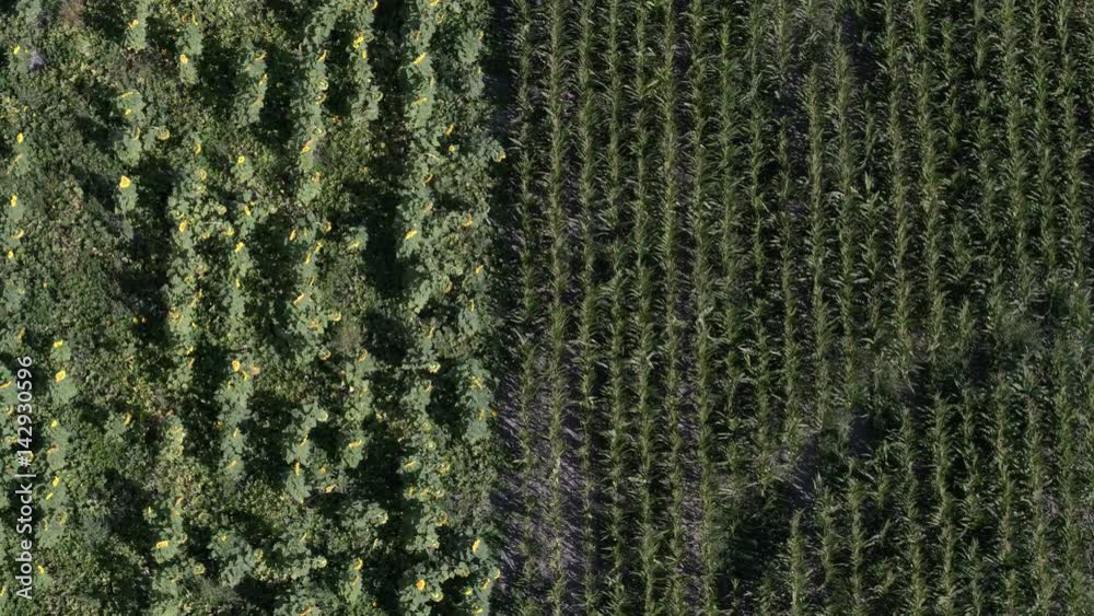 Aerial view panning from sunflower field to corn field Aerial view panning from sunflower field to corn field