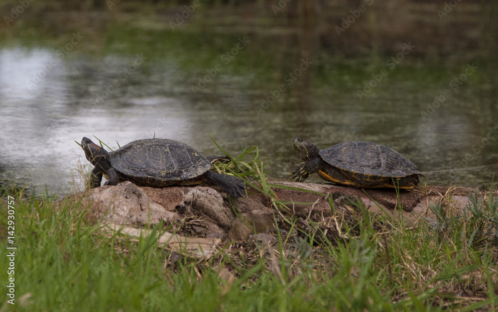 Obraz premium two turtles