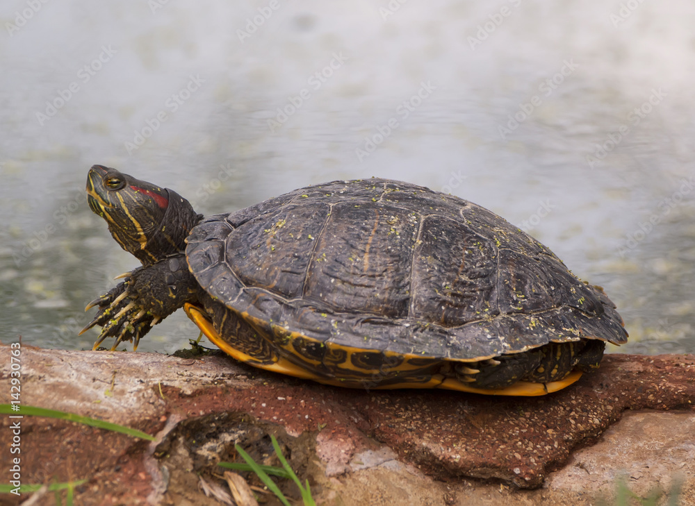 Turtle Turtle