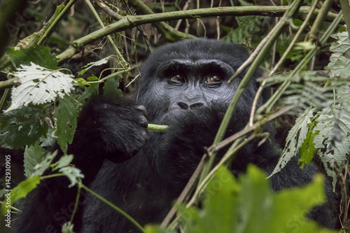 Female mountain gorilla eating  Bwindi Impenetrable Forest National Park  Uganda