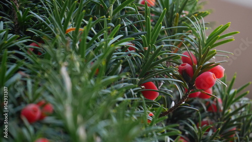 Fotografi close up of yew tree