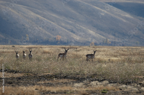 Fototapeta Naklejka Na Ścianę i Meble -  Pronghorn Antelope in Rut