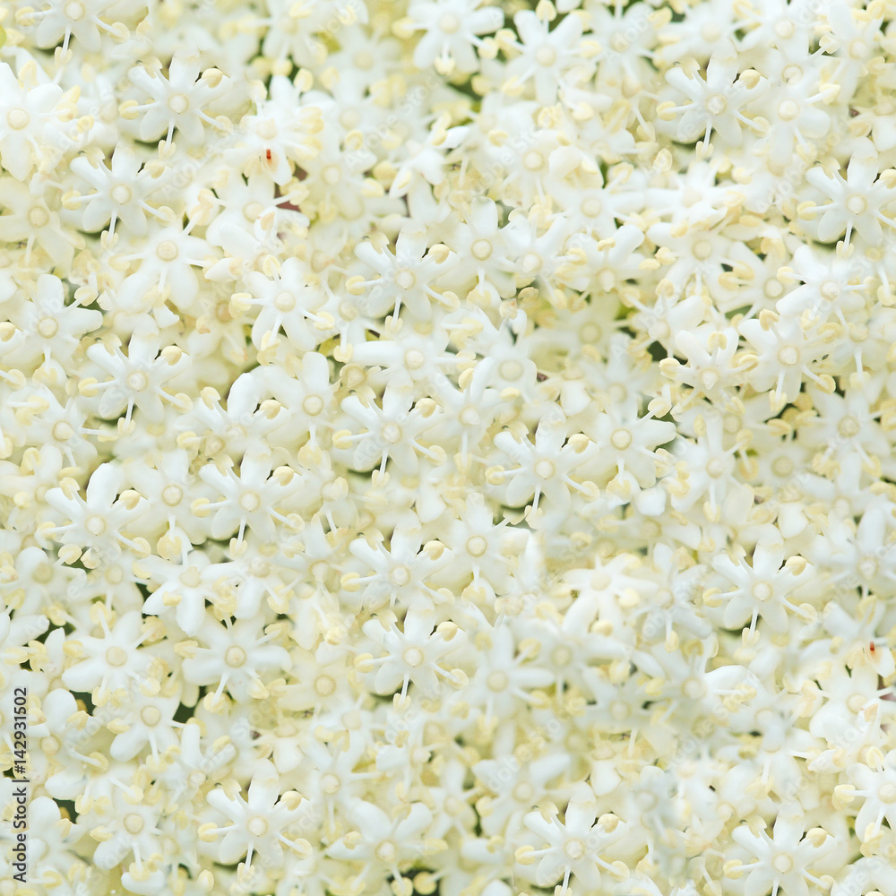 beautiful white flower background. beautiful white flower background.