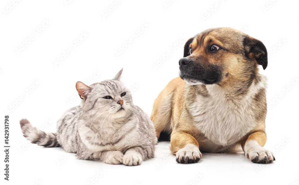Cat and dog. Cat and dog.