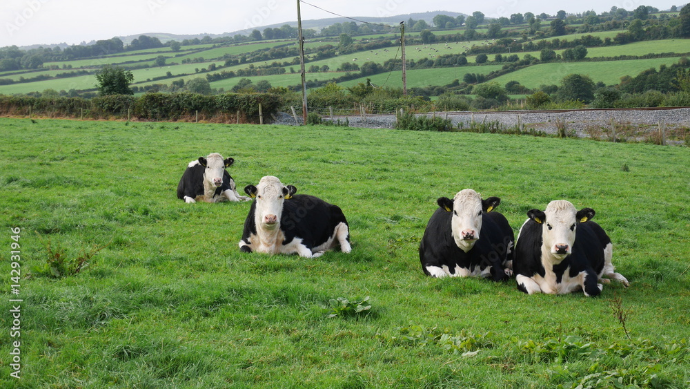 cows are watching