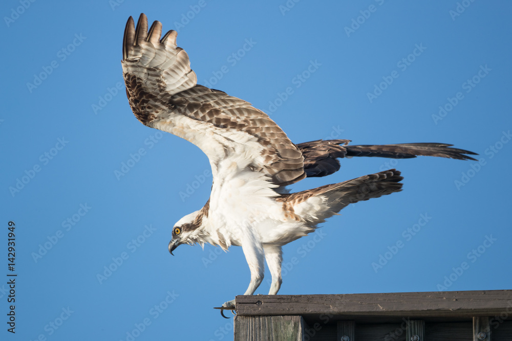 Osprey, —also called Fish eagle, Sea hawk, River hawk, and fish hawk—is a diurnal, fish-eating bird of prey. Osprey, —also called Fish eagle, Sea hawk, River hawk, and fish hawk—is a diurnal, fish-eating bird of prey.