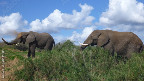 elephants in south african bush