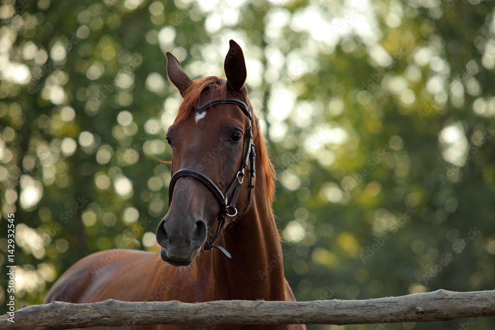 Naklejka premium Horse looking at me over fence in paddock