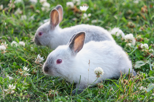 Little rabbit walking on grass