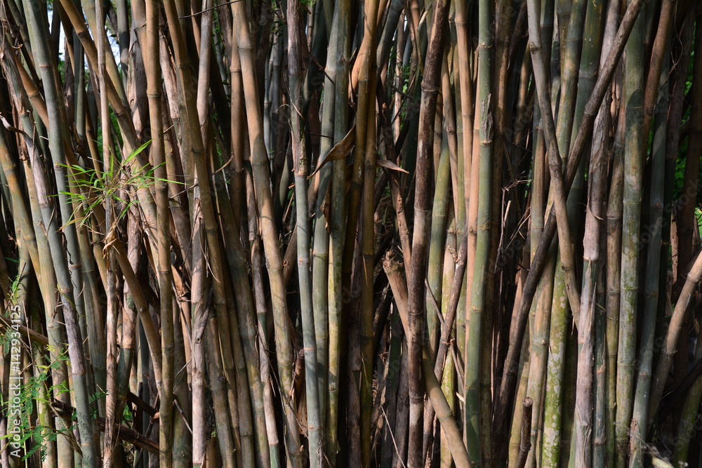 Obraz premium green bamboo trees.brown and green trunks of bamboo forest.