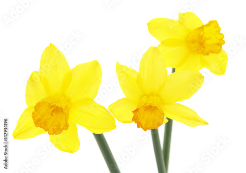 Yellow daffodils.