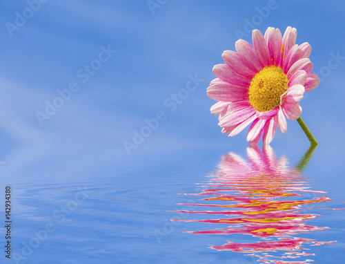 flor sobre el agua