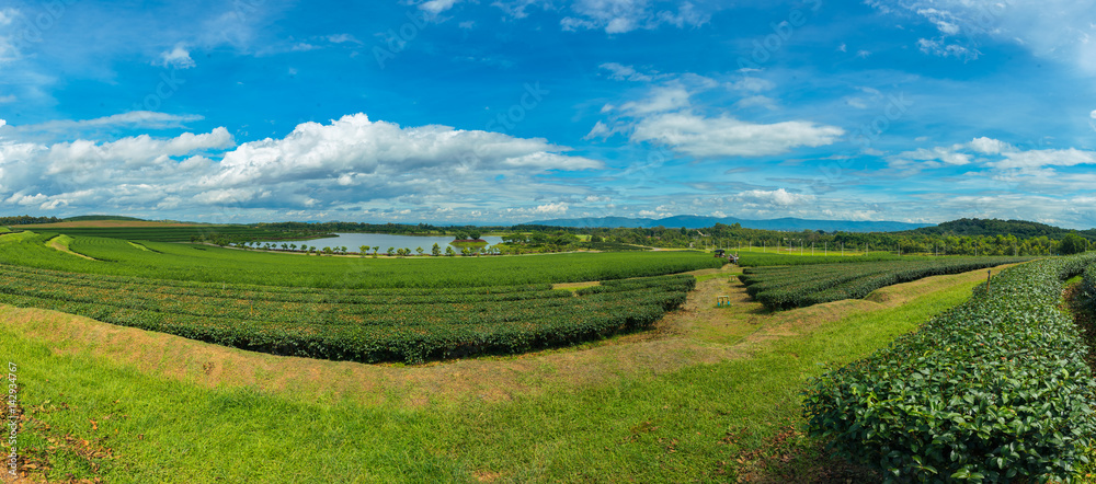 Tea Plantation Farm Bunrod panoramic of chiang Rai,Thailand