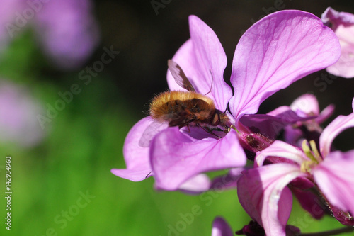 Bee-fly, Bombylius in flight collecting nectar on pink flowers with a green bacground