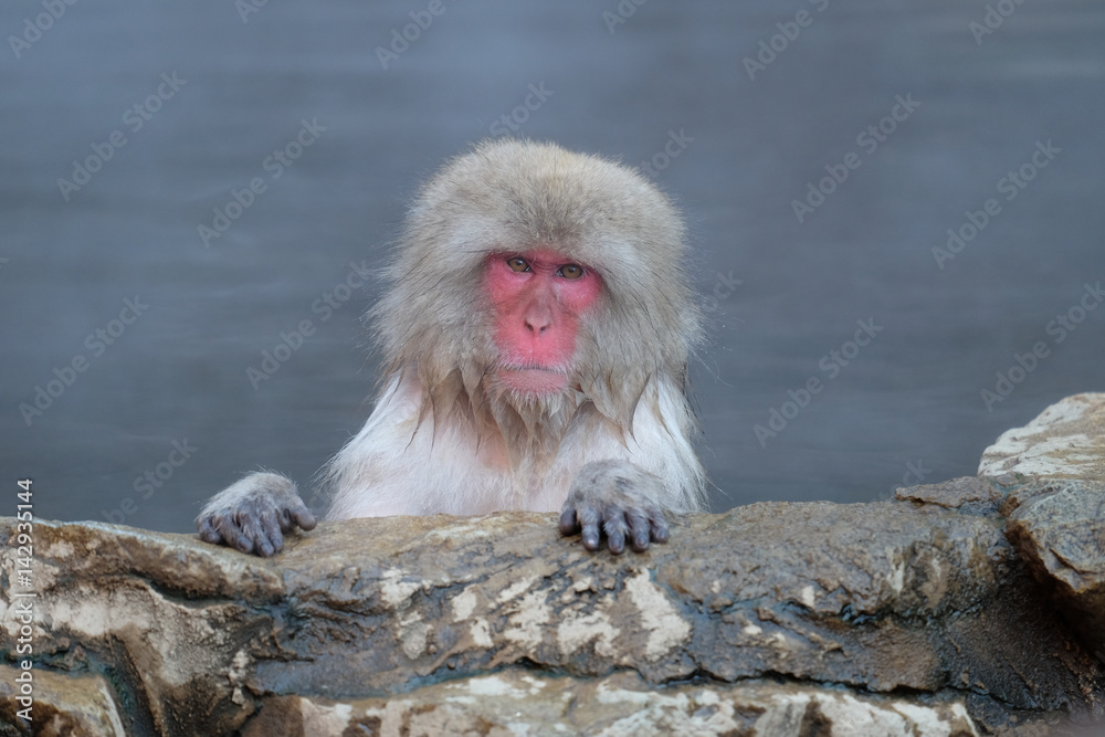 Naklejka premium スノーモンキー