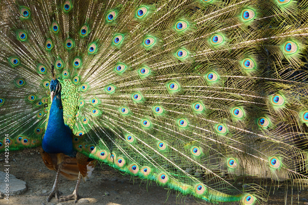 Fototapeta premium peacock
