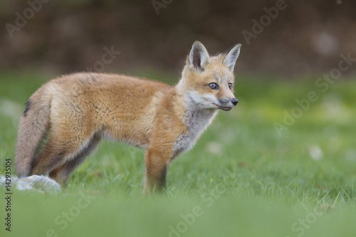Red fox pup with prey © Mircea Costina