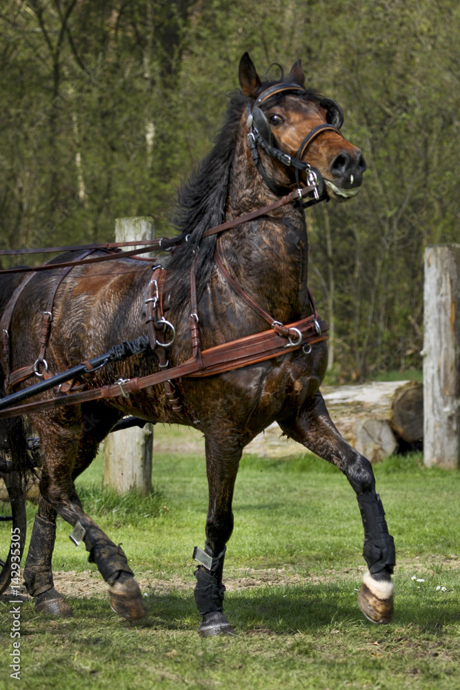 Obraz premium Horse during a competition
