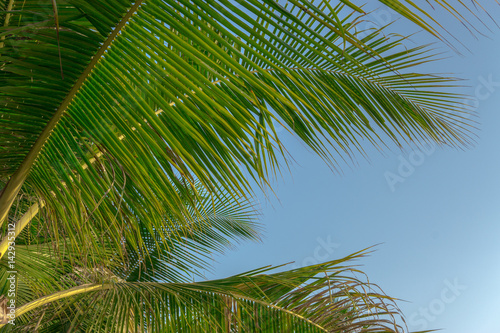 coconut palm tree