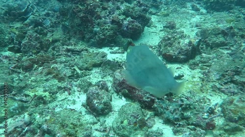 Thriving coral reef alive with marine life and shoals of fish, Bali
 photo