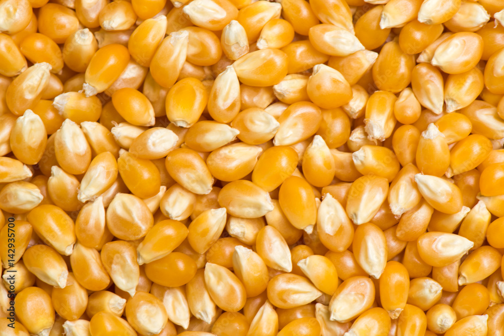 Seed of Corn for background and textured Seed of Corn for background and textured